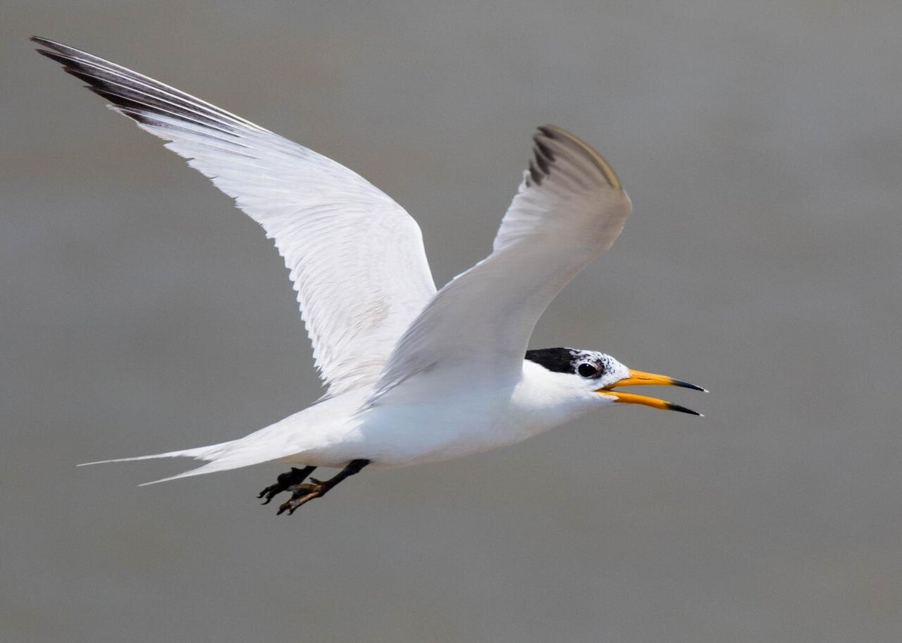 Te Ipukarea Society's Research On Understudied Seabird Species Te Ipukarea Society's Research On Understudied Seabird Species