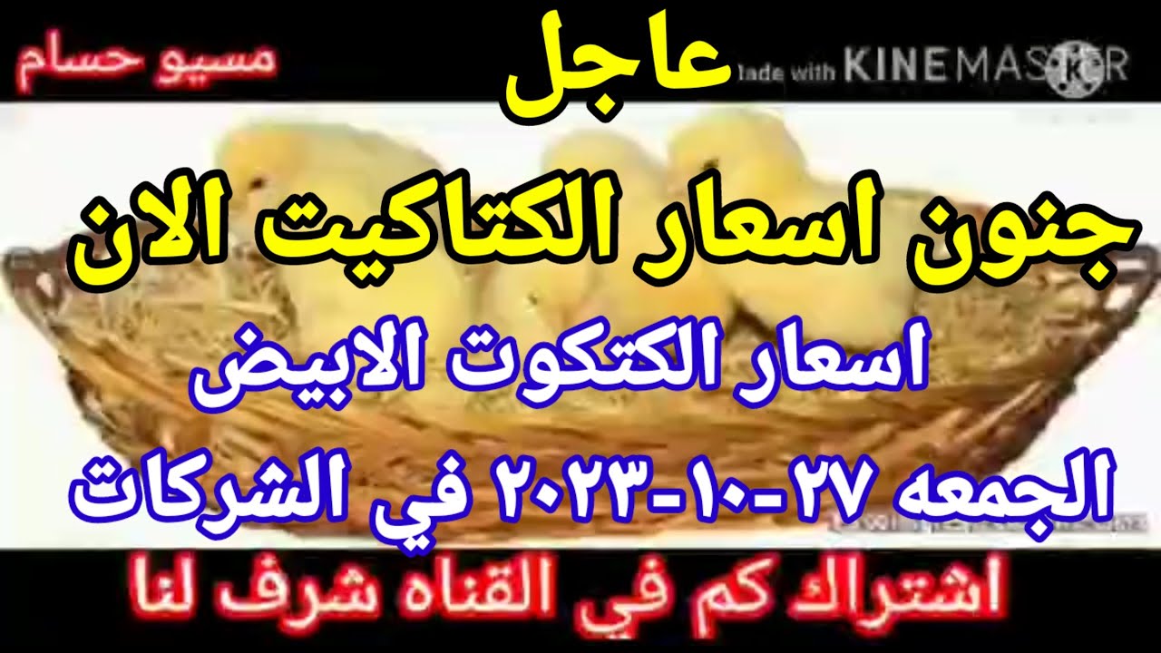 تحديث أسعار الكتاكيت اليوم الاثنين 14 أبريل 2025 بمصر تحديث أسعار الكتاكيت اليوم الاثنين 14 أبريل 2025 بمصر