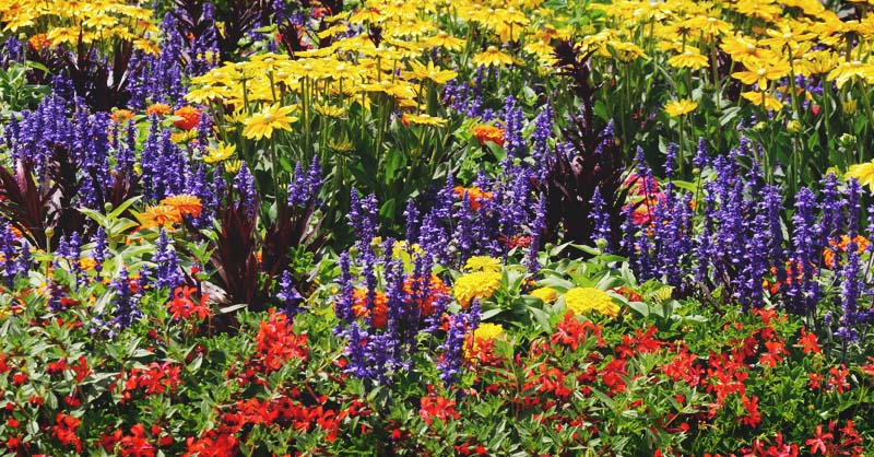 The Annual Vs. Perennial Debate: Which Suits Your Gardening Style? The Annual Vs. Perennial Debate: Which Suits Your Gardening Style?