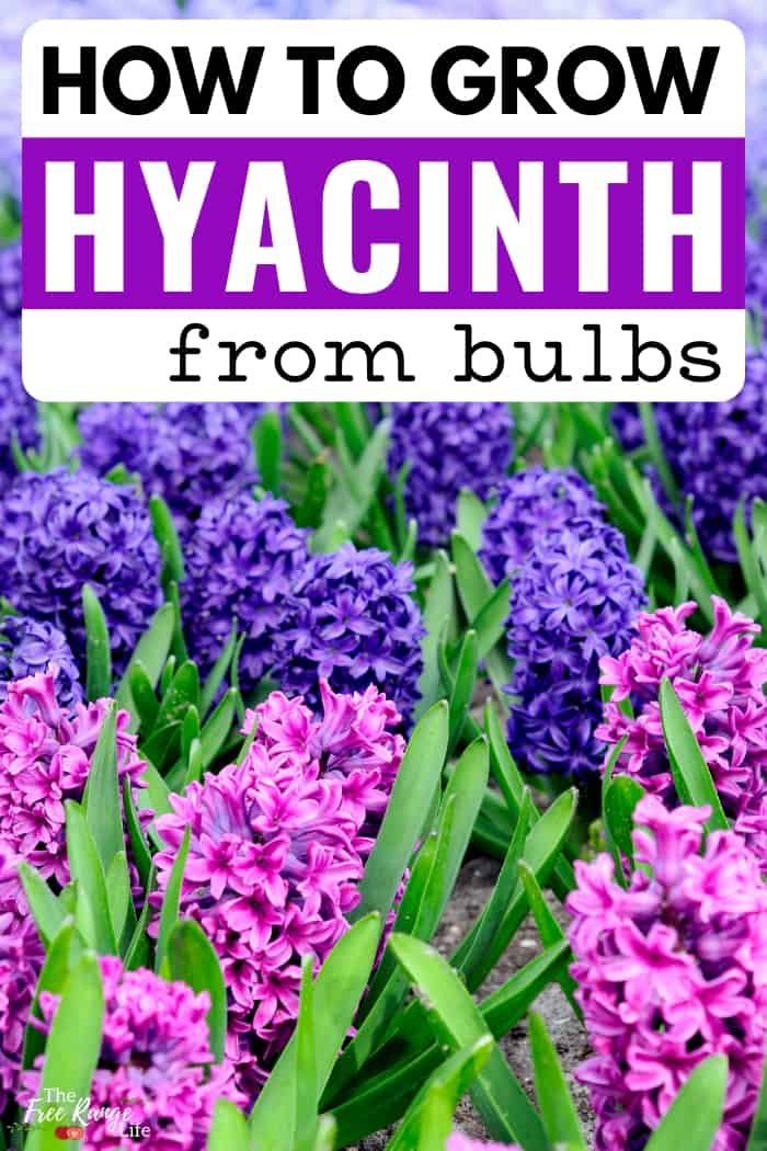 The Best Time To Plant Hyacinth Bulbs For Stunning Flowers The Best Time To Plant Hyacinth Bulbs For Stunning Flowers