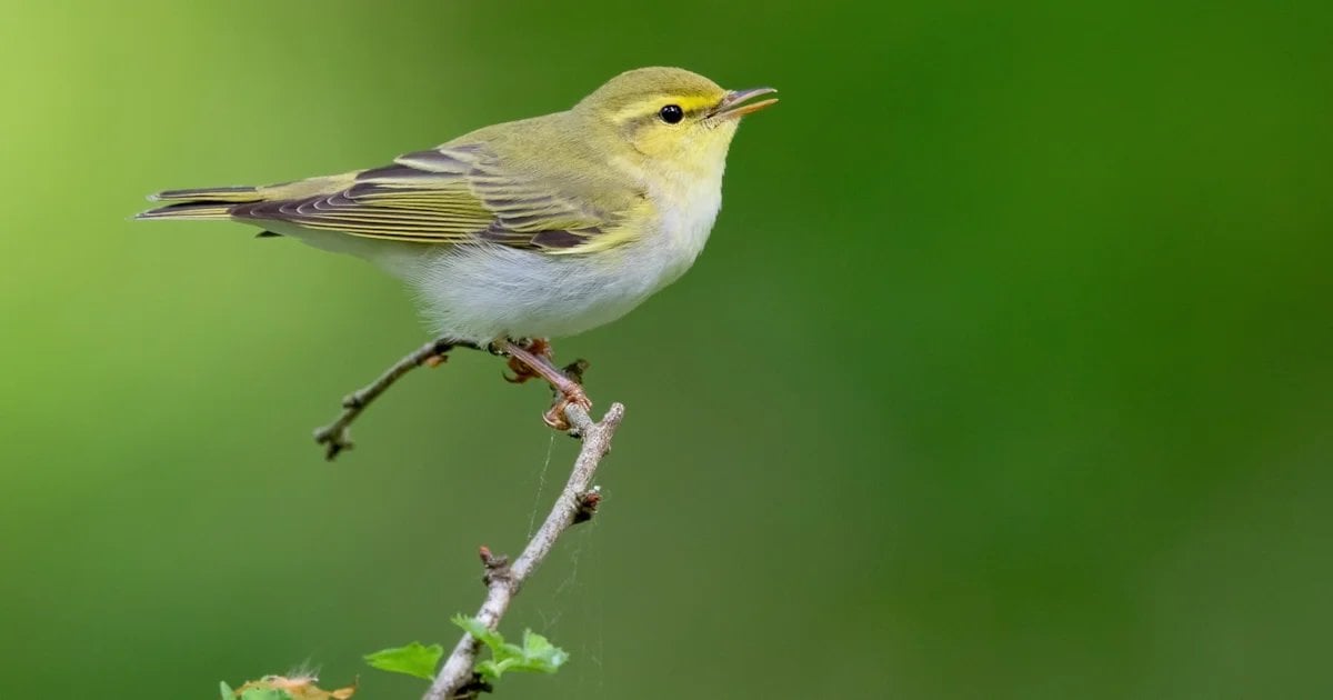 The Devastating Effect Of Wildfires On Endangered UK Wildlife The Devastating Effect Of Wildfires On Endangered UK Wildlife