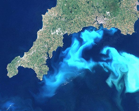 The Devastating Effects Of Toxic Algae Blooms On California's Marine Environment The Devastating Effects Of Toxic Algae Blooms On California's Marine Environment