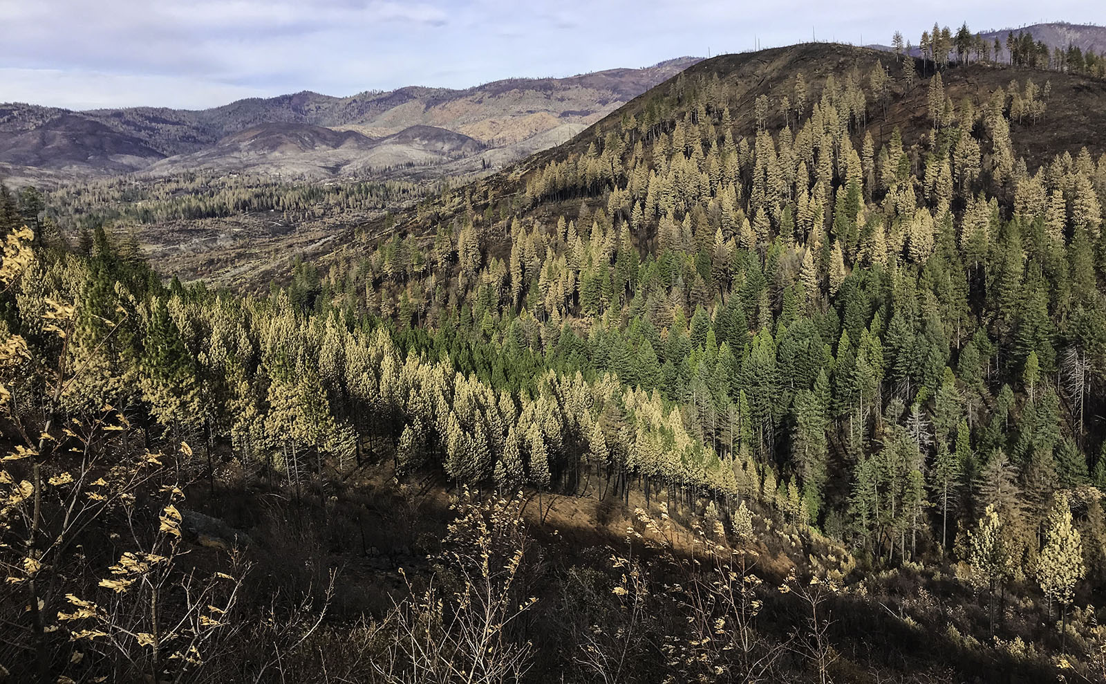 The Ethics Of Wildfire Betting: A Look At The Los Angeles Case The Ethics Of Wildfire Betting: A Look At The Los Angeles Case