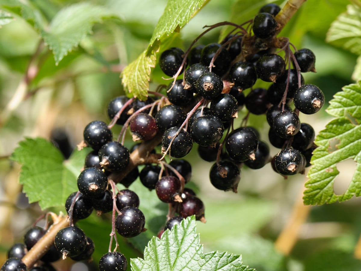 The Health Benefits Of Cassis Blackcurrant: A Nutritional Perspective The Health Benefits Of Cassis Blackcurrant: A Nutritional Perspective