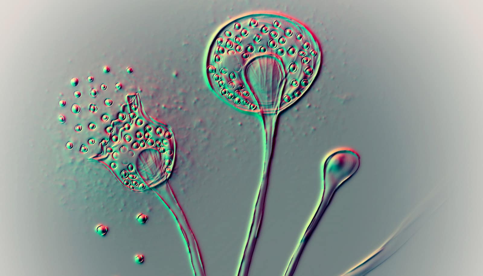 The Impact Of Global Warming On The Spread Of Pathogenic Fungi The Impact Of Global Warming On The Spread Of Pathogenic Fungi