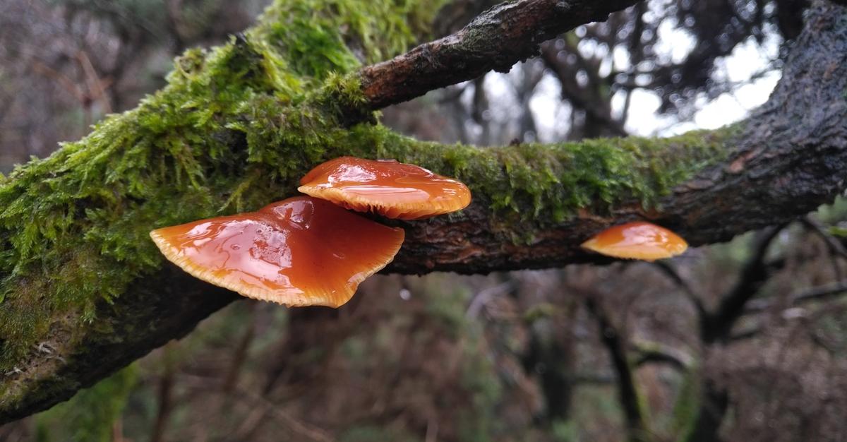 The Impact Of Rising Temperatures On The Spread Of Dangerous Fungi The Impact Of Rising Temperatures On The Spread Of Dangerous Fungi