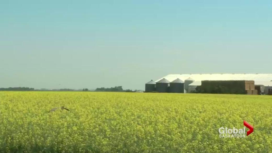 The Impact Of The China-Canada Canola Dispute On Global Markets The Impact Of The China-Canada Canola Dispute On Global Markets