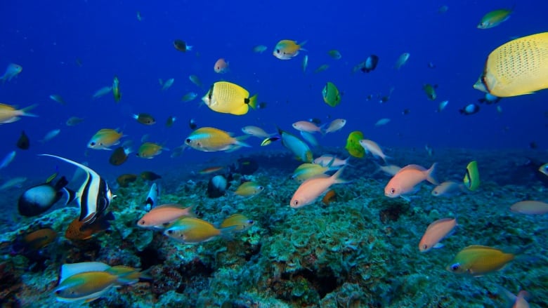 The Killer Seaweed Threatening Australia's Marine Fauna The Killer Seaweed Threatening Australia's Marine Fauna