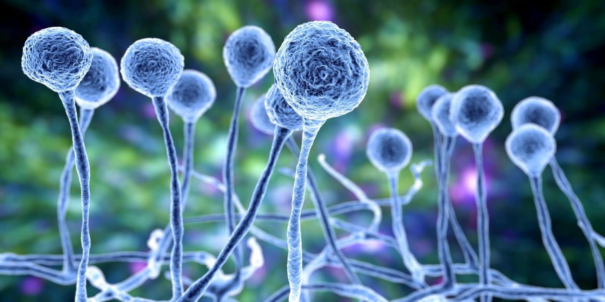 The Next Superbug Threat: The Rise Of Deadly Fungi The Next Superbug Threat: The Rise Of Deadly Fungi