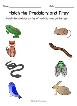 The Night Hunter's Prey: A Closer Look At The Food Chain The Night Hunter's Prey: A Closer Look At The Food Chain