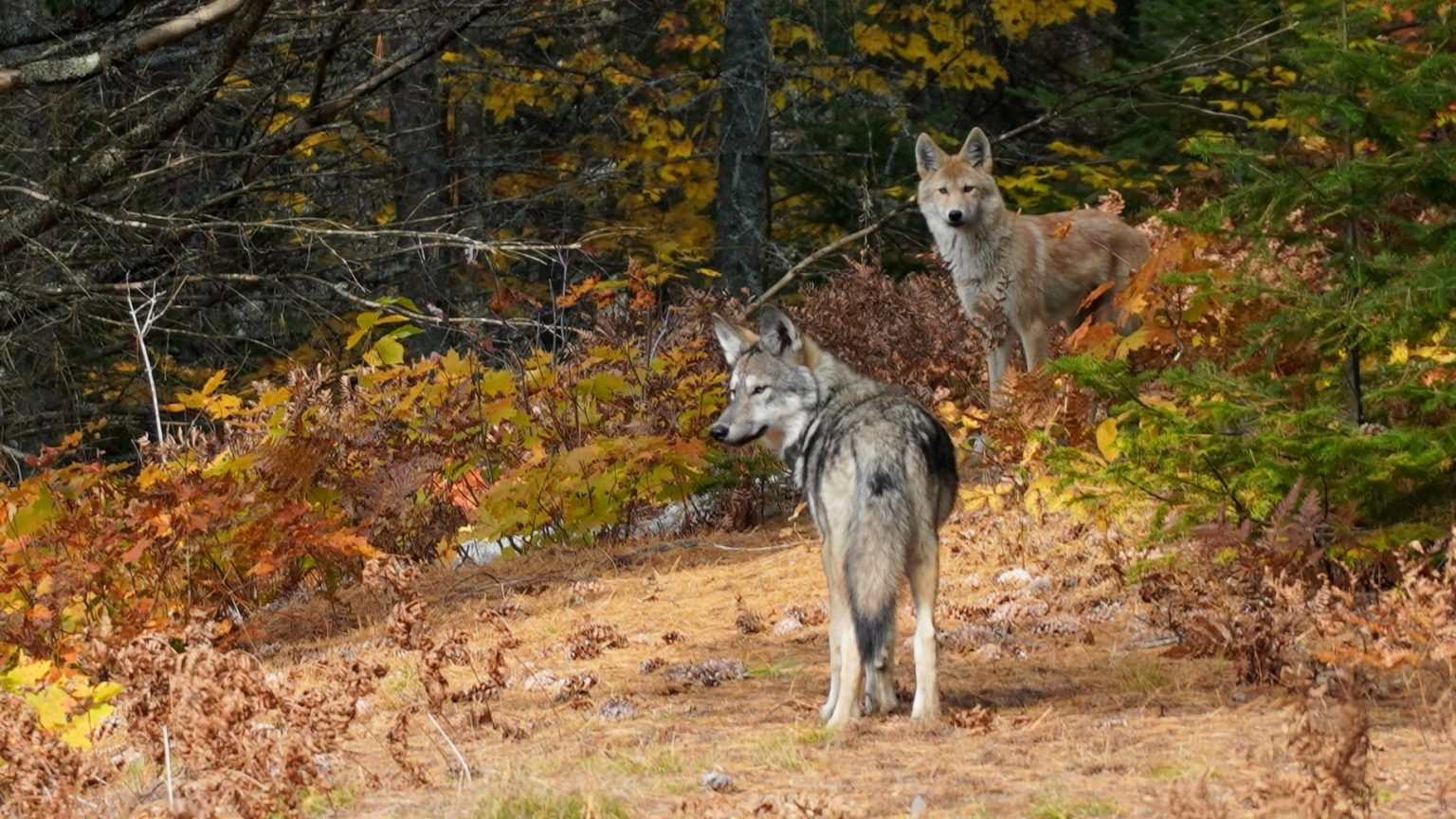The Persistent Problem Of Wolves In Barton's North State The Persistent Problem Of Wolves In Barton's North State