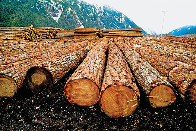 The Rise Of Samuel Dickson: A Canadian Lumber Industry Titan The Rise Of Samuel Dickson: A Canadian Lumber Industry Titan