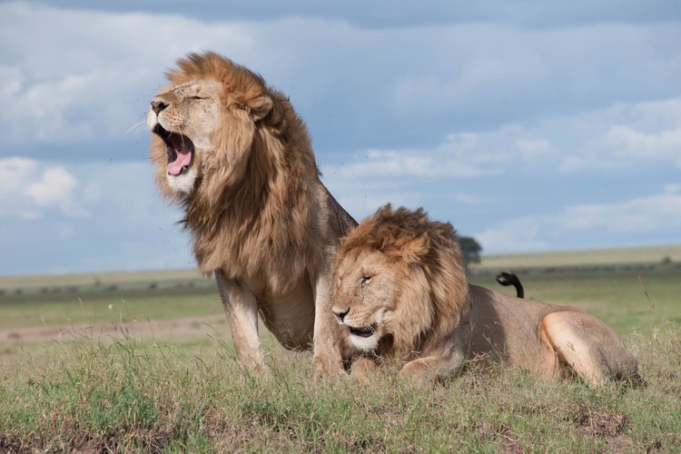 The Transformative Power Of AI In Wildlife Conservation The Transformative Power Of AI In Wildlife Conservation