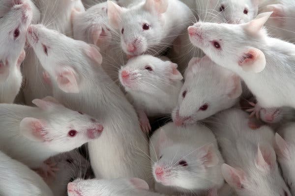 The Truth About US Funding For Transgender Mouse Research The Truth About US Funding For Transgender Mouse Research