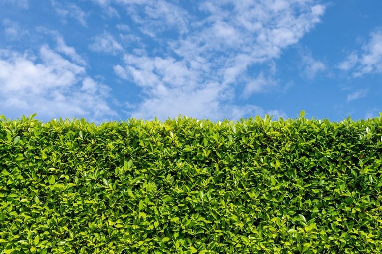 The Ultimate Guide To Building A Thriving Living Fence The Ultimate Guide To Building A Thriving Living Fence