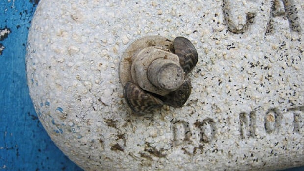Thousands Of Zebra Mussels Discovered On Boat Lift In Casper Thousands Of Zebra Mussels Discovered On Boat Lift In Casper