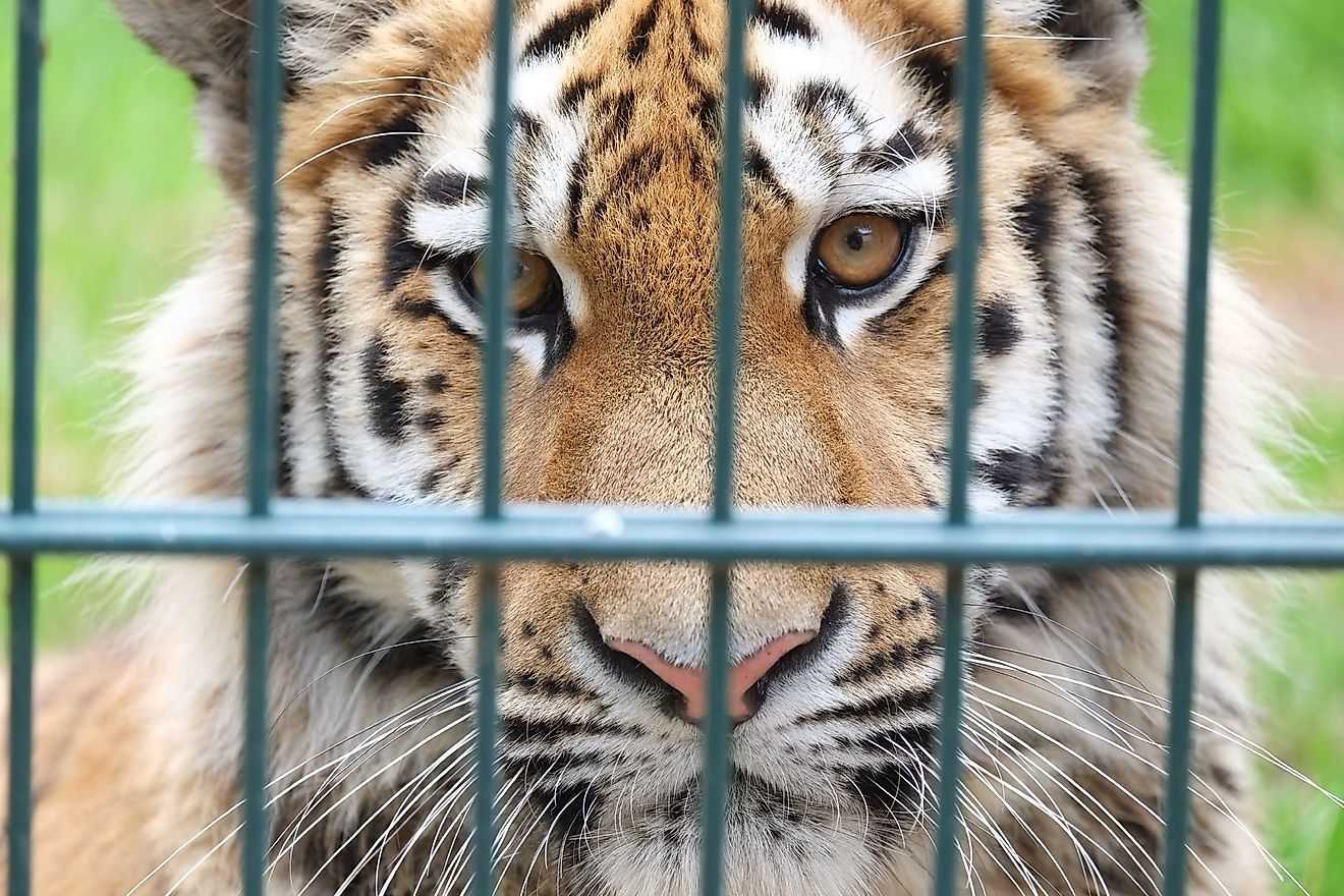 Tigers Suffer Second Series Loss: 5-1 Defeat Against Brewers Tigers Suffer Second Series Loss: 5-1 Defeat Against Brewers