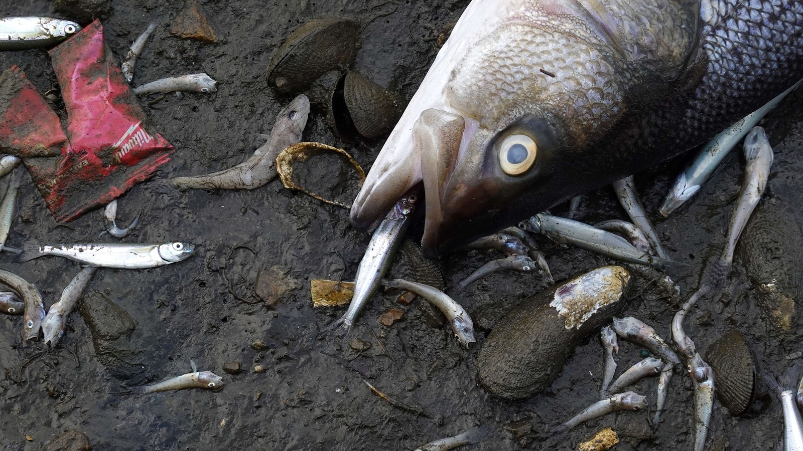Toxic Algae Bloom Devastates California Coastline Marine Life Toxic Algae Bloom Devastates California Coastline Marine Life