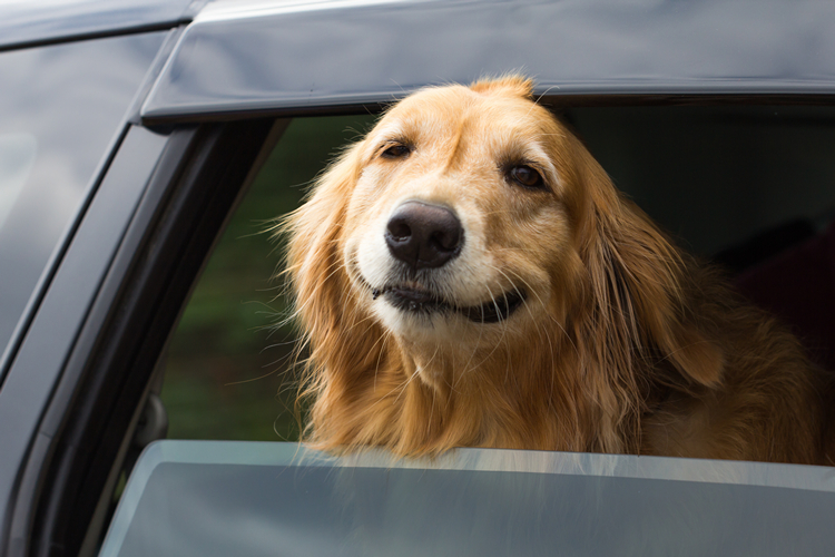Uber Pet Service Now Available In Delhi And Mumbai Uber Pet Service Now Available In Delhi And Mumbai