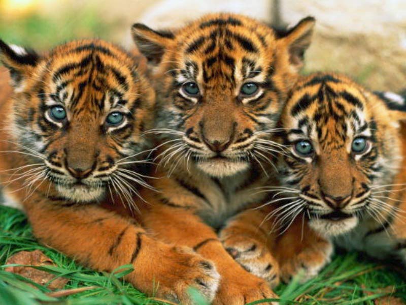 UK Wildlife Crisis: Wildfires Drive Rare Animals To The Brink UK Wildlife Crisis: Wildfires Drive Rare Animals To The Brink