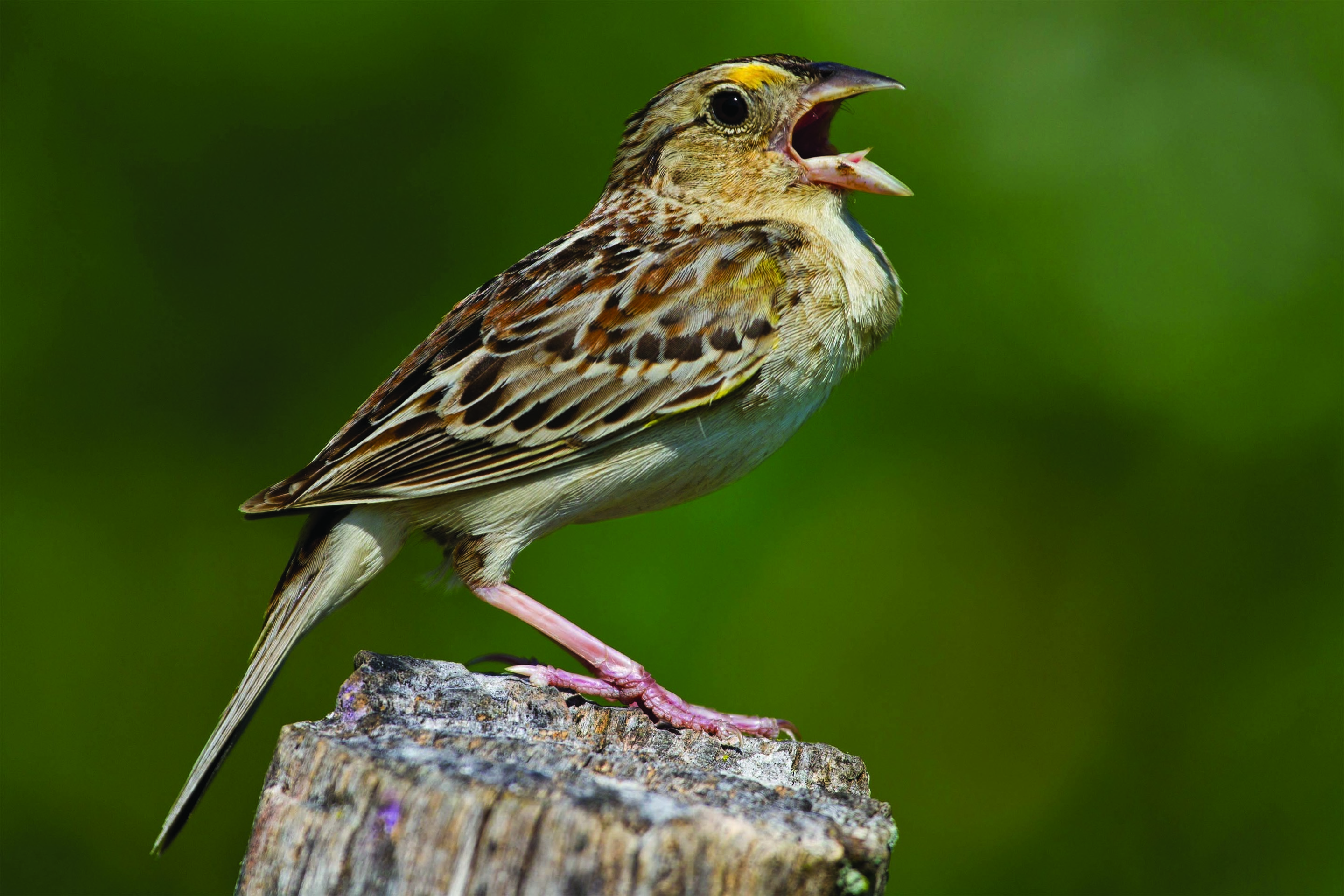 UK's Rarest Wildlife: Devastating Wildfires Push Species To Extinction UK's Rarest Wildlife: Devastating Wildfires Push Species To Extinction