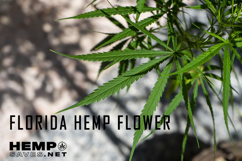 Understanding Georgia's Hemp Laws: What You Can Buy Now Understanding Georgia's Hemp Laws: What You Can Buy Now