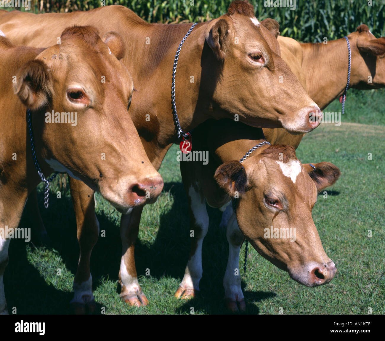 Update: Two Cows Roaming Free In Lancaster County Park Update: Two Cows Roaming Free In Lancaster County Park
