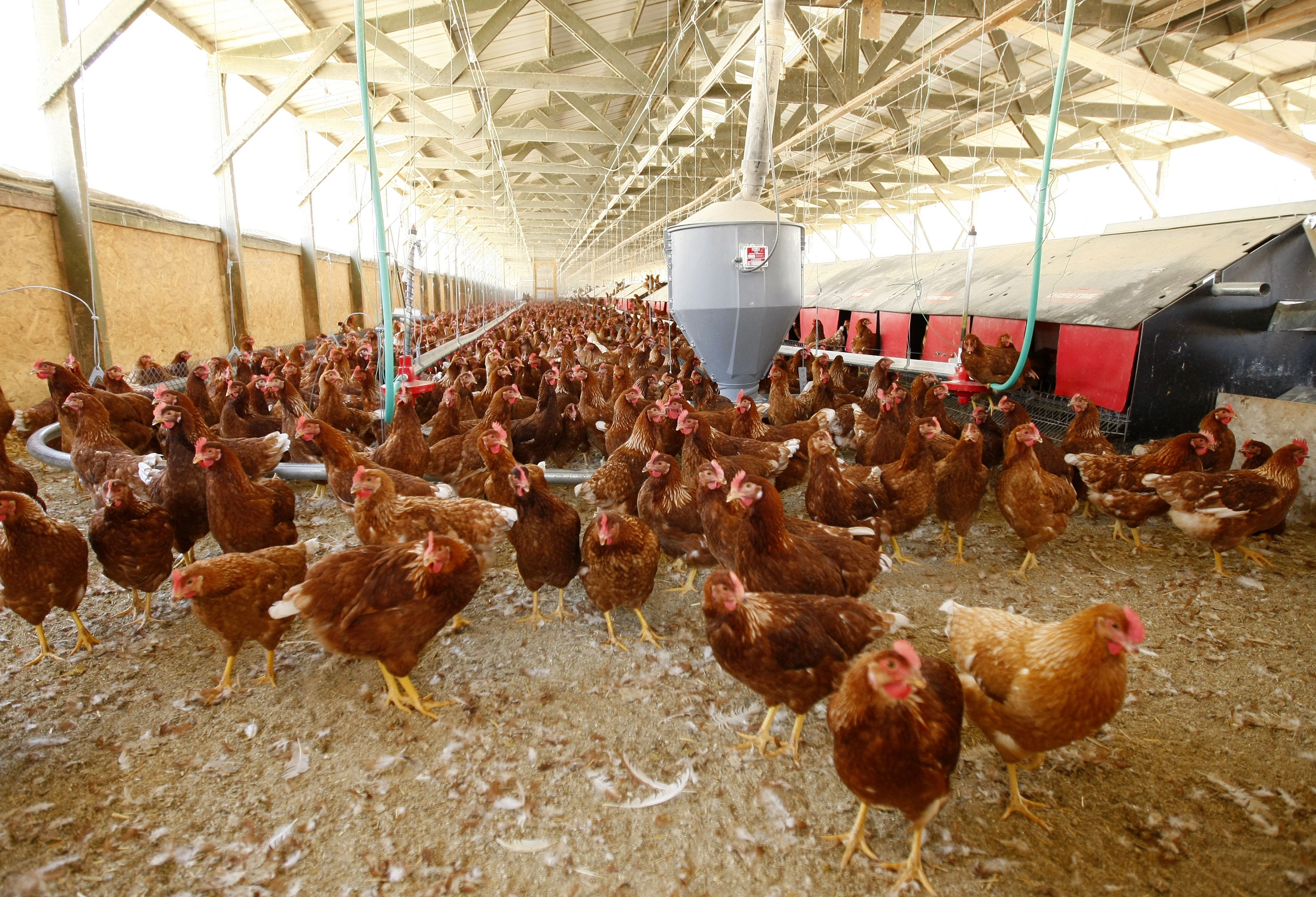 US Egg Prices Decline To $5 A Dozen Following Record Highs