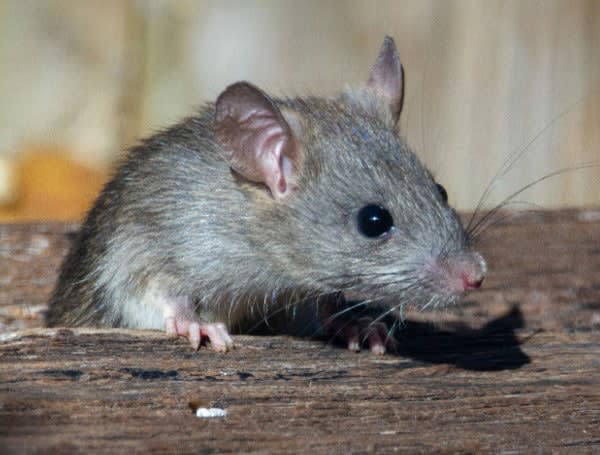 US Funding Of Transgender Mouse Research: Fact Or Fiction? US Funding Of Transgender Mouse Research: Fact Or Fiction?