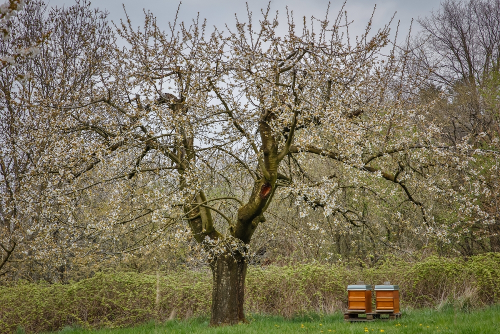 Wann Blühen Die Kirschbäume In Pretzfeld? Vorhersagen & Infos Zur Kirschblüte Wann Blühen Die Kirschbäume In Pretzfeld? Vorhersagen & Infos Zur Kirschblüte