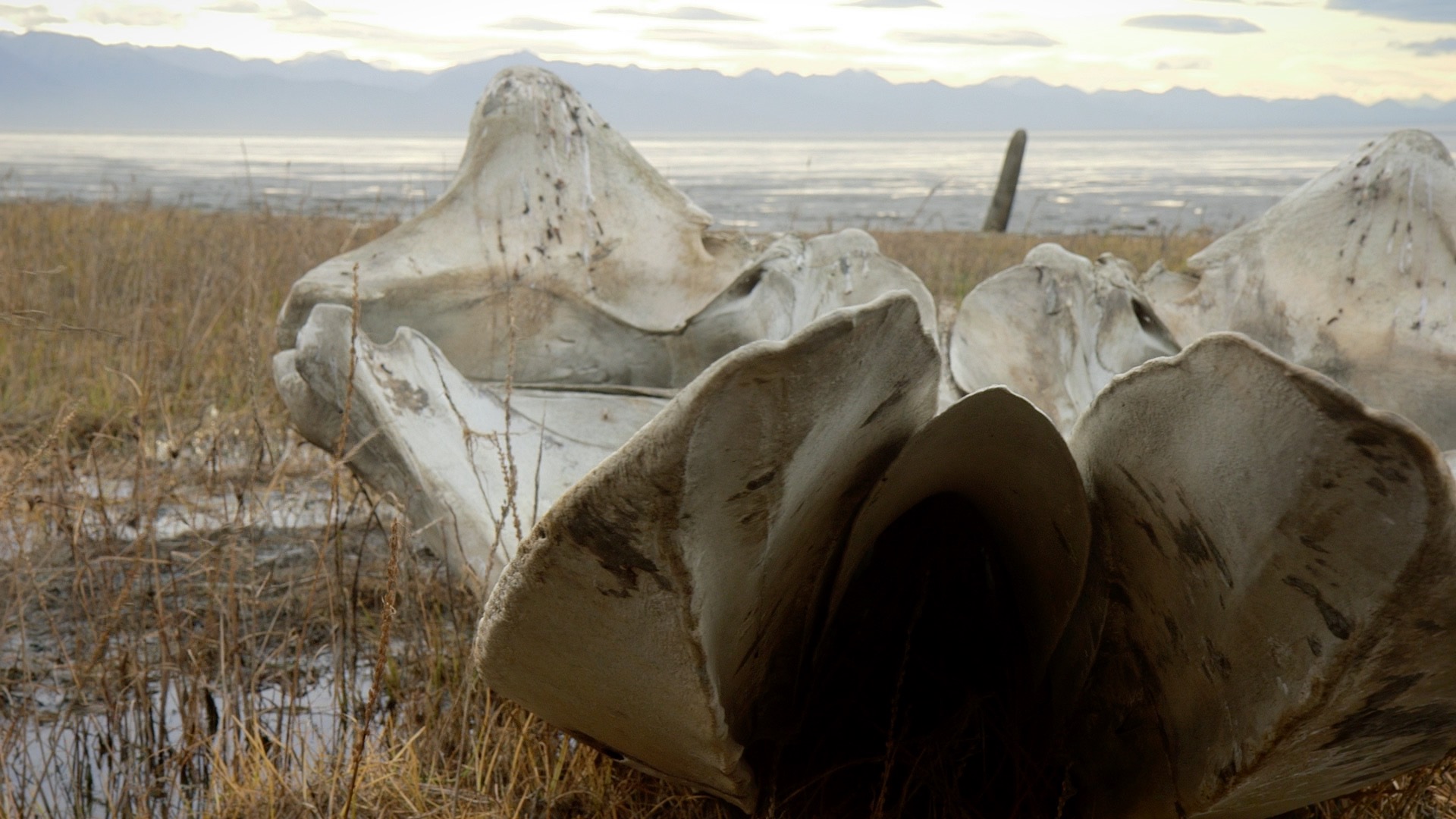Warming Weather And Soft Mud: Challenges In Recovering Anchorage Fin Whale Skeleton Warming Weather And Soft Mud: Challenges In Recovering Anchorage Fin Whale Skeleton