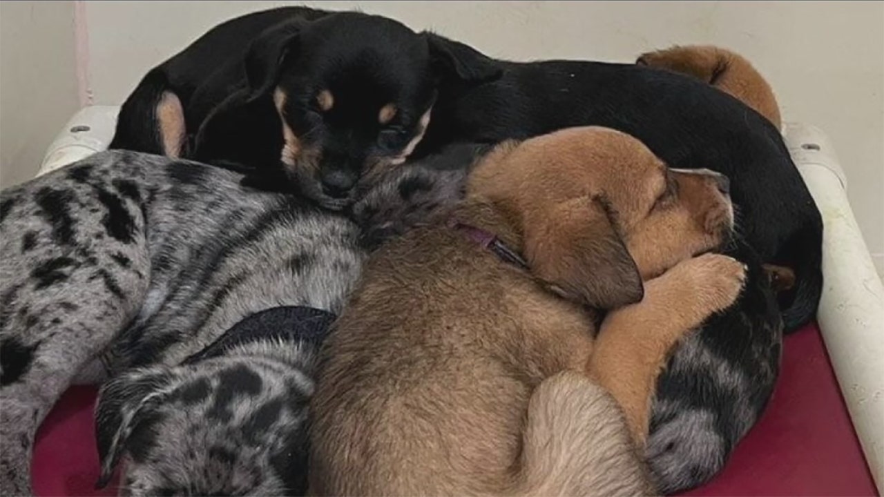 Washington County Breeder Faces Action After 49 Dogs Removed Washington County Breeder Faces Action After 49 Dogs Removed