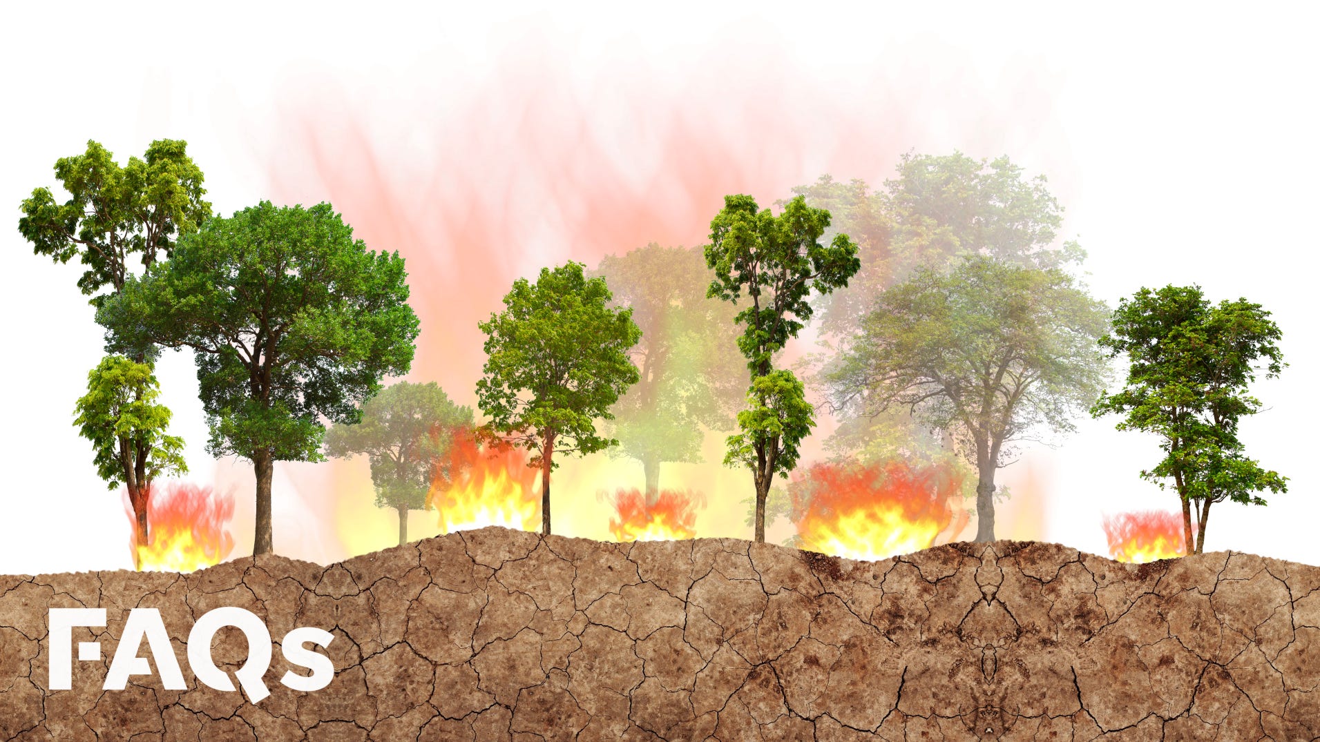 Wildfires Push Global Forest Loss To Unprecedented Levels Wildfires Push Global Forest Loss To Unprecedented Levels