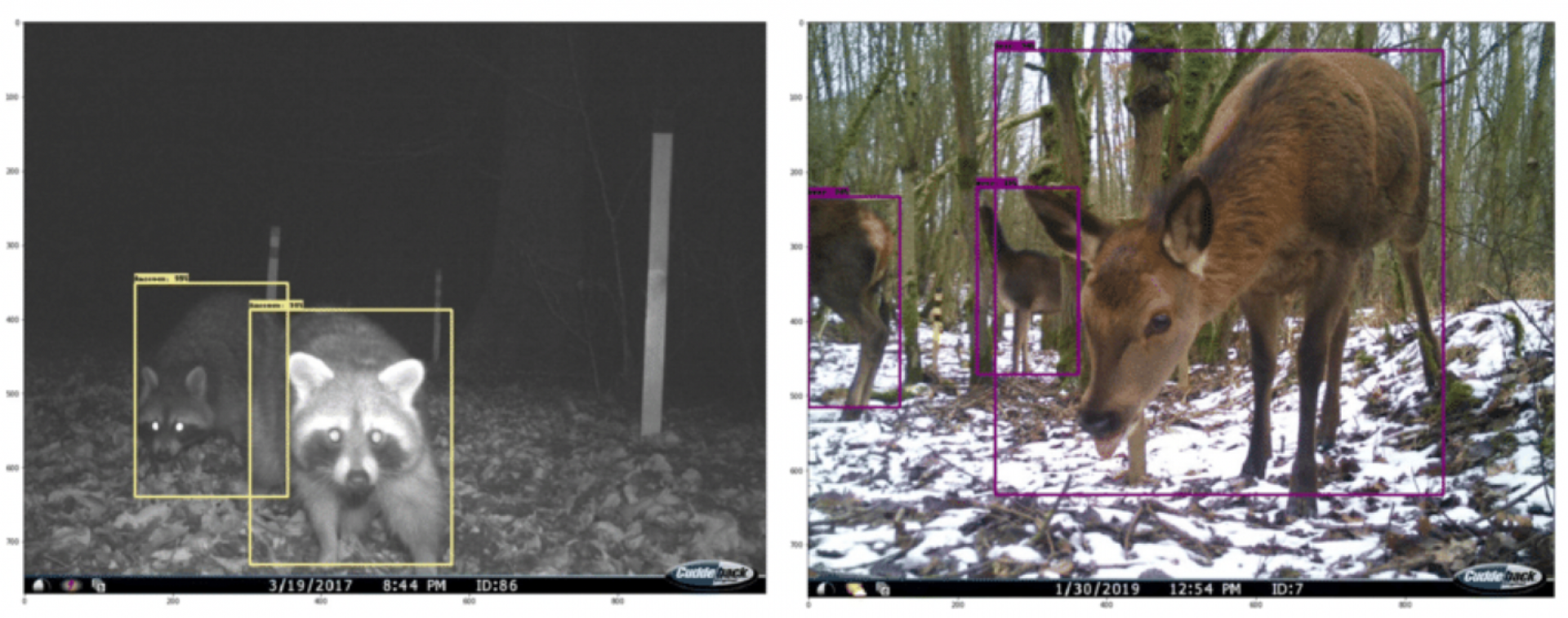 Wildlife Conservation In The Age Of AI: Opportunities And Risks Wildlife Conservation In The Age Of AI: Opportunities And Risks
