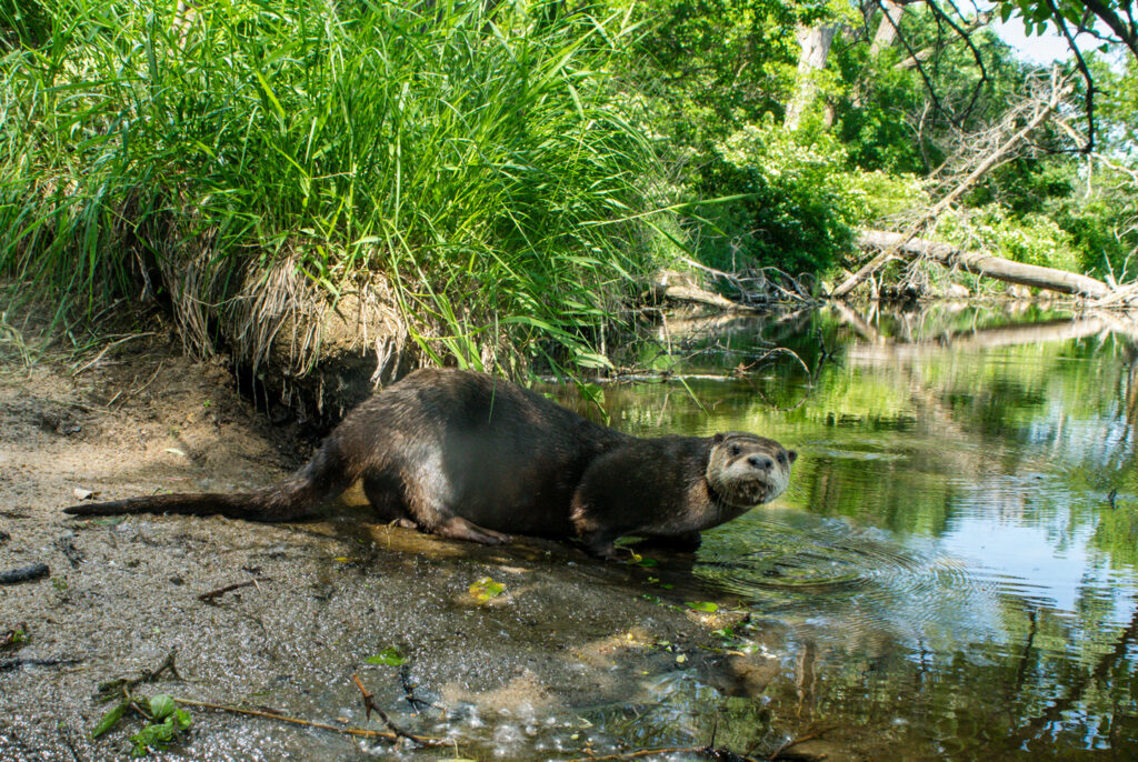 Wyoming Otter Management: A Pivotal Shift In Conservation Wyoming Otter Management: A Pivotal Shift In Conservation