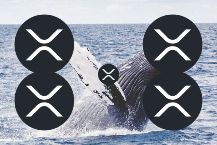 XRP Whale's Massive 20M Token Buy: A Big Bet On Ripple? XRP Whale's Massive 20M Token Buy: A Big Bet On Ripple?