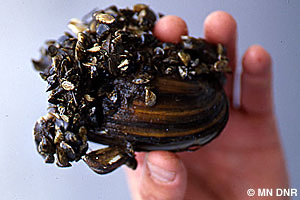 Zebra Mussel Infestation: Casper Resident's Unexpected Find Zebra Mussel Infestation: Casper Resident's Unexpected Find
