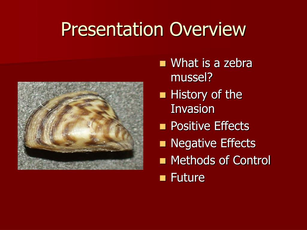 Zebra Mussel Invasion: Casper Resident Uncovers Thousands Zebra Mussel Invasion: Casper Resident Uncovers Thousands